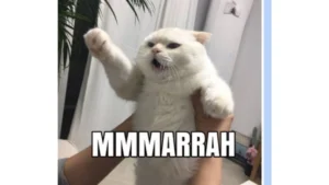 lagi-capek-intip-13-meme-kucing-yang-bikin-ngakak