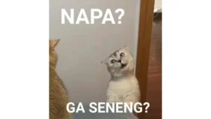 lagi-capek-intip-13-meme-kucing-yang-bikin-ngakak