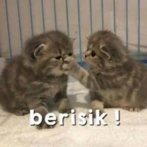 10-meme-kucing-untuk-mewakili-rasa-kesalmu