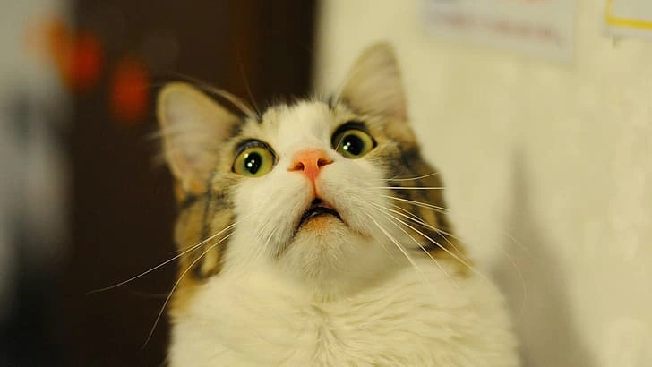 10-meme-kucing-untuk-mewakili-rasa-kesalmu