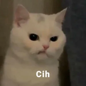 10-meme-kucing-untuk-mewakili-rasa-kesalmu