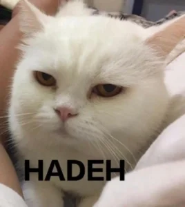 10-meme-kucing-untuk-mewakili-rasa-kesalmu