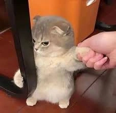 10-meme-kucing-untuk-mewakili-rasa-kesalmu