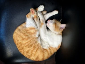 10-meme-kucing-untuk-mewakili-rasa-kesalmu