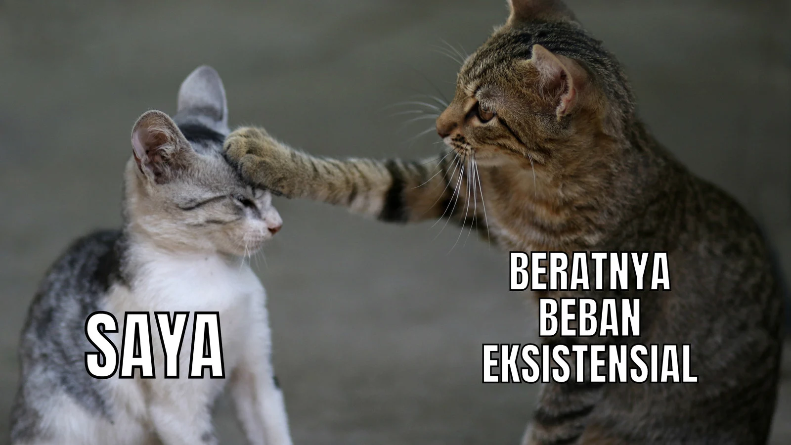 lagi-capek-intip-13-meme-kucing-yang-bikin-ngakak