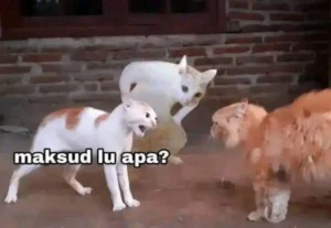 10-meme-kucing-untuk-mewakili-rasa-kesalmu
